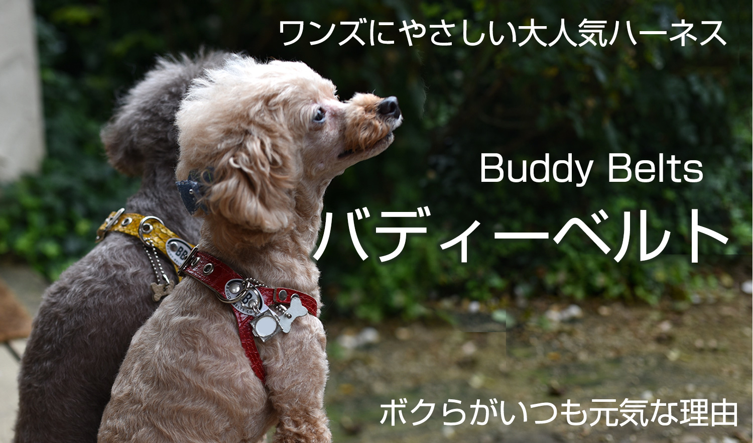 BuddyBelts（バディーベルト）正規直輸入販売店 ブリンドル